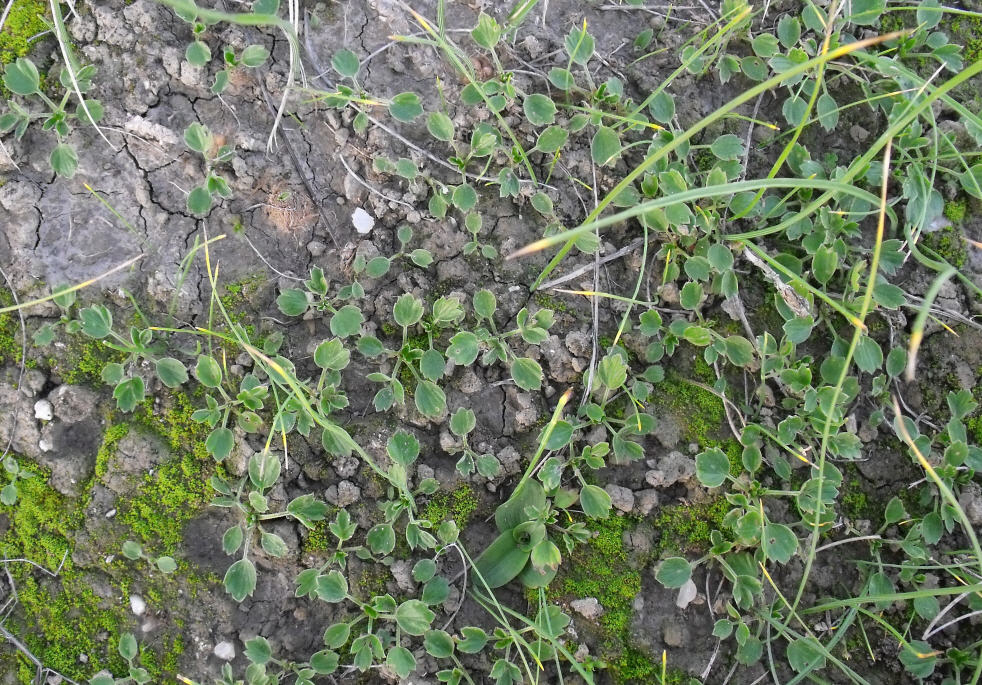 Ranunculus paludosus (plantule)